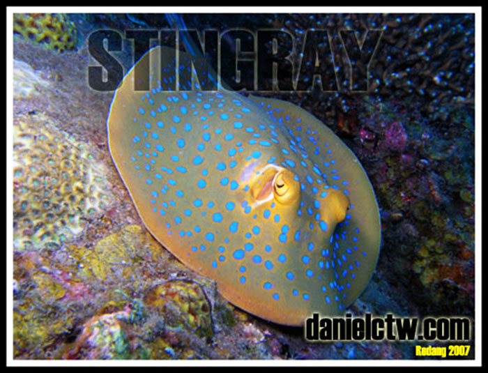 blue spotted stringray