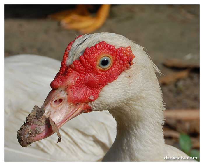 Duck Closeup