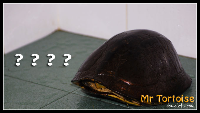 tortoise Visitor
